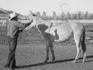 THROWING THE lariat over the mules back