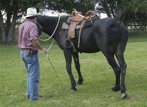 AFTER SEVERAL repetitions, TIM is now beginning to see Diamond Creek Grover cross his inside hind leg in front of his outside hind leg