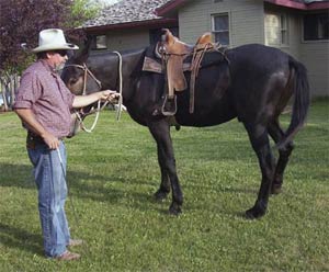 TIM IS TAKING the slack out of the rein towards the point of Diamond Creek Grovers hip. Grover will then disengage his hip