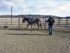 Begin ground driving in a safe place such as a round pen. Use this space to teach your mule.   If your mule spooks, disengage his hind quarters with the reins and take his nose towards the fence