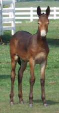 Mule Foal